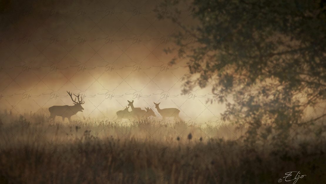 Copie de la photographie "Scène d'automne" réalisée par Eljo, artiste peintre photographe.