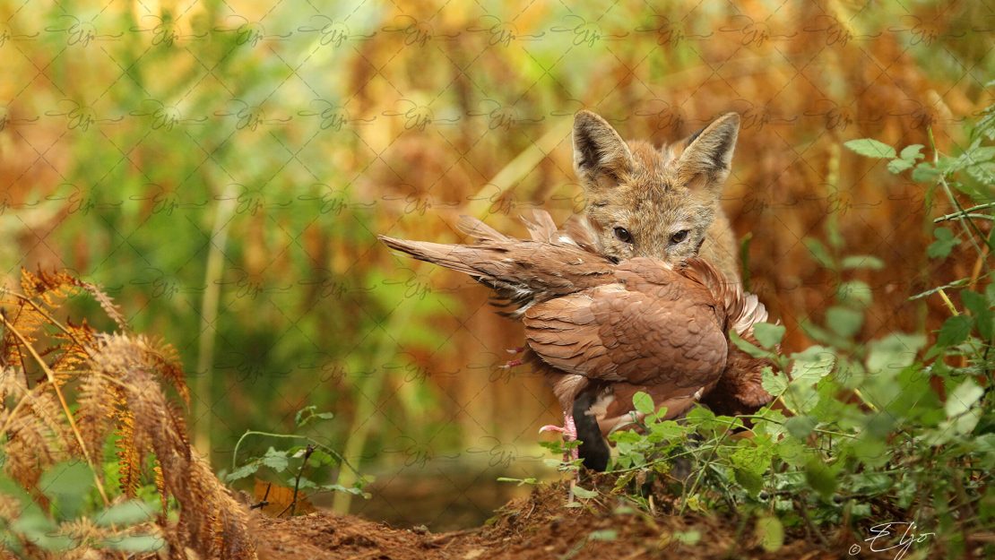 Copie de la photographie "Heureuse capture" réalisée par Eljo, artiste peintre photographe.